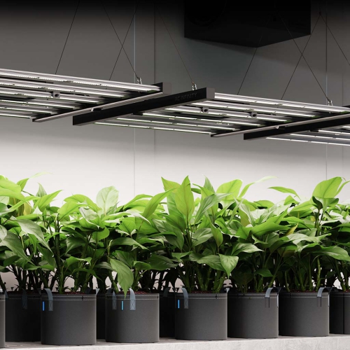 Grow Lampen im Einsatz von AC Infinity